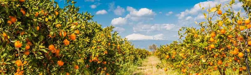 Citrus_perfumes_107060703_S Citrus_perfumes_107060703_S