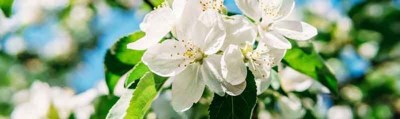 Flowery_perfumes_206615781_S Flowery_perfumes_206615781_S