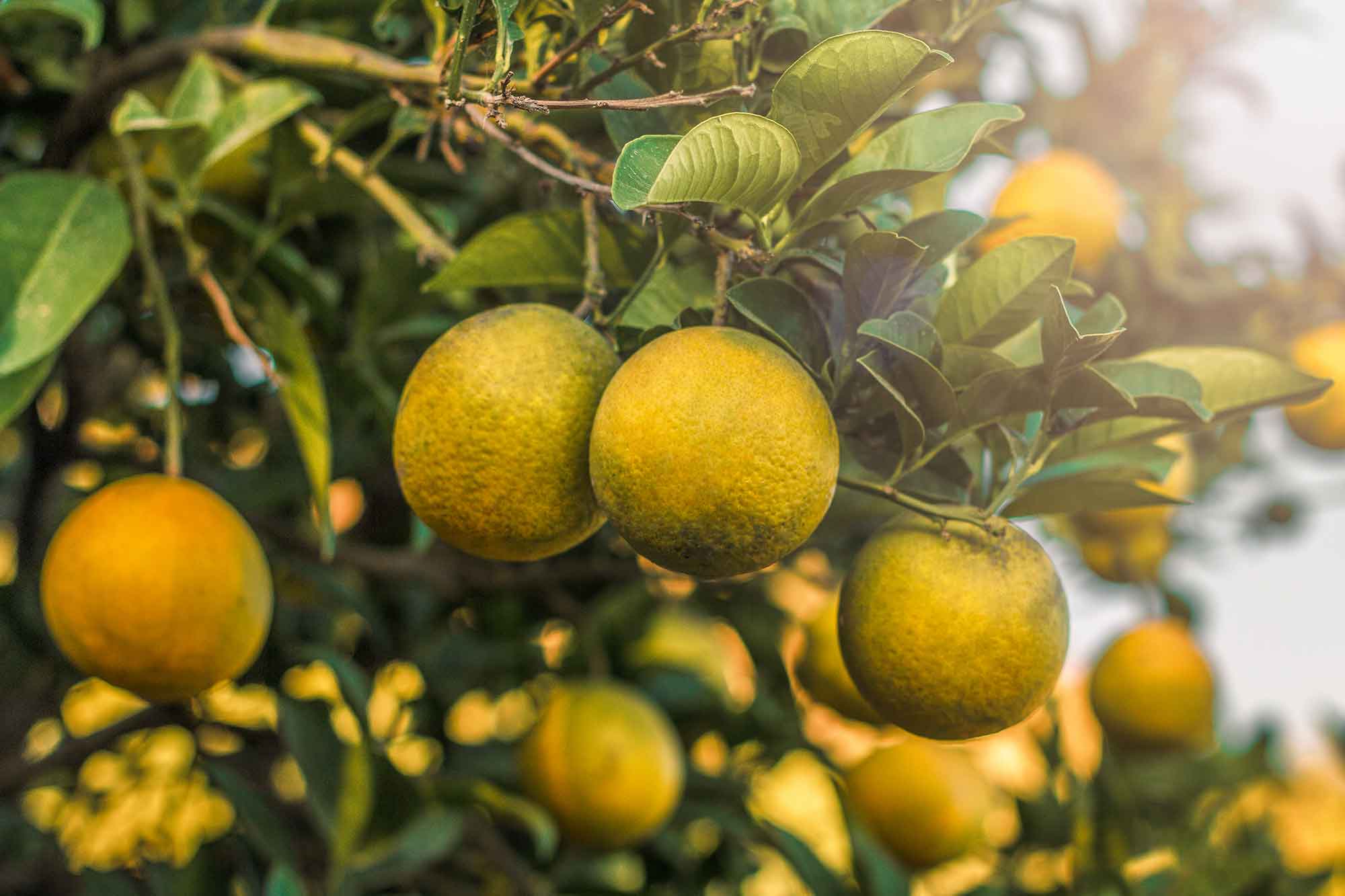 Profumo di agrumi e arance Profumo di agrumi e arance