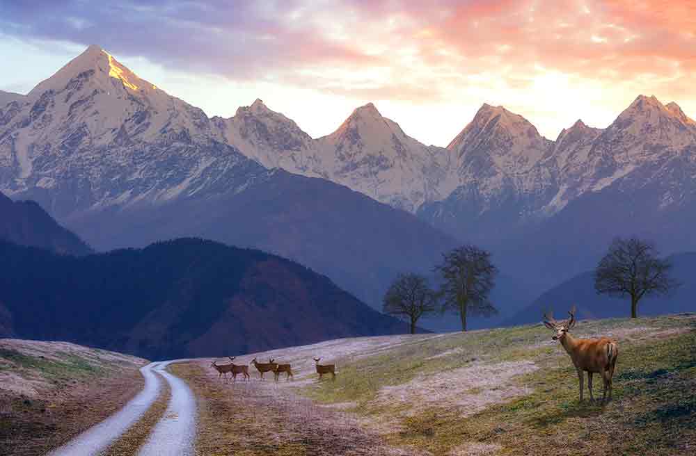 Cervo muschiato Himalayano Cervo muschiato Himalayano
