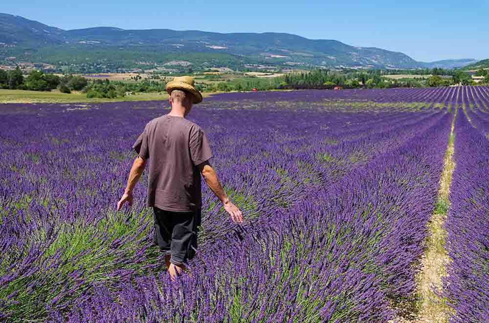 Coltivazione campo lavanda per profumi naturali Coltivazione campo lavanda per profumi naturali