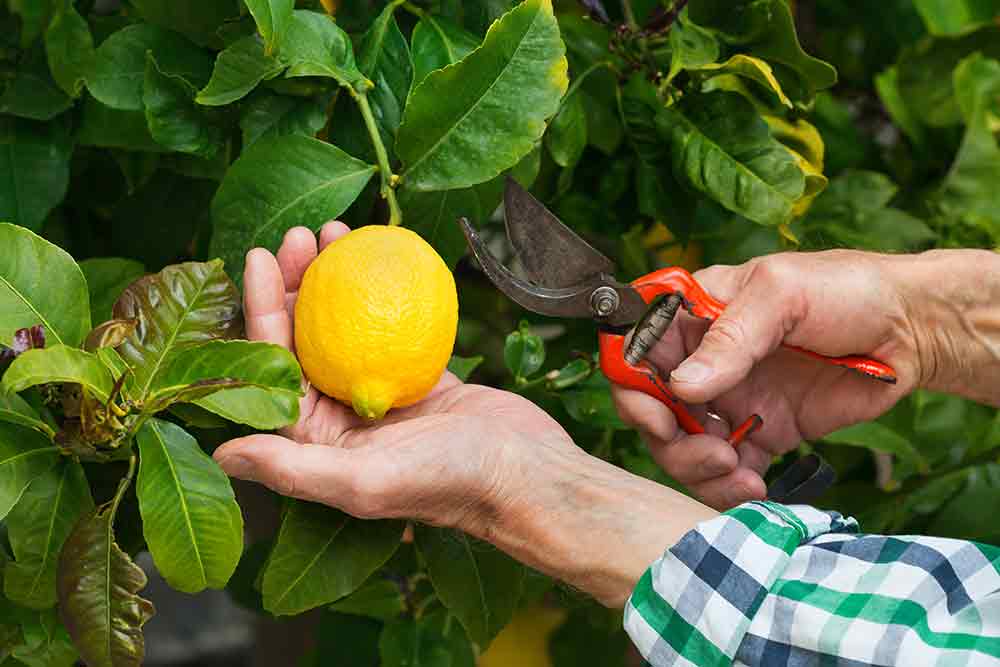 Coltivazione di limone per note naturali di profumi di nicchia in Italia Coltivazione di limone per note naturali di profumi di nicchia in Italia
